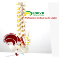SPINE05-1 (12378) Medical Anatomy Espina flexible humana con cabezas de fémur y músculos pintados, modelos de columna vertebral de tamaño real